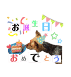 たぐち犬の可愛い子たち（個別スタンプ：6）