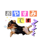 たぐち犬の可愛い子たち（個別スタンプ：11）