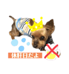 たぐち犬の可愛い子たち（個別スタンプ：13）