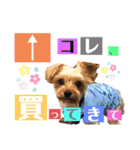 たぐち犬の可愛い子たち（個別スタンプ：16）