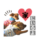 たぐち犬の可愛い子たち（個別スタンプ：17）