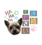 たぐち犬の可愛い子たち（個別スタンプ：21）