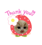 ねこのさくらちゃんと仲間たち（個別スタンプ：1）