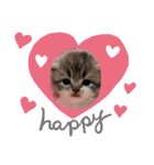 ねこのさくらちゃんと仲間たち（個別スタンプ：2）