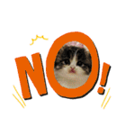 ねこのさくらちゃんと仲間たち（個別スタンプ：3）