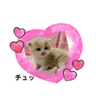 ねこのさくらちゃんと仲間たち（個別スタンプ：8）