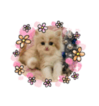 ねこのさくらちゃんと仲間たち（個別スタンプ：10）