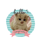 ねこのさくらちゃんと仲間たち（個別スタンプ：13）