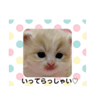 ねこのさくらちゃんと仲間たち（個別スタンプ：15）