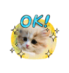 ねこのさくらちゃんと仲間たち（個別スタンプ：17）