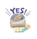 ねこのさくらちゃんと仲間たち（個別スタンプ：19）