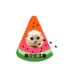 ねこのさくらちゃんと仲間たち（個別スタンプ：21）