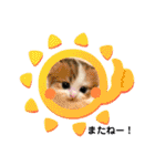 ねこのさくらちゃんと仲間たち（個別スタンプ：24）