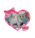 ねこのさくらちゃんと仲間たち（個別スタンプ：31）