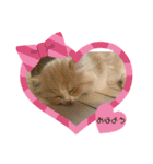 ねこのさくらちゃんと仲間たち（個別スタンプ：33）