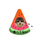 ねこのさくらちゃんと仲間たち（個別スタンプ：34）