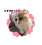 ねこのさくらちゃんと仲間たち（個別スタンプ：35）