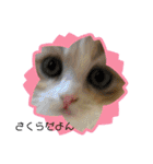ねこのさくらちゃんと仲間たち（個別スタンプ：36）