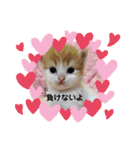 ねこのさくらちゃんと仲間たち（個別スタンプ：37）