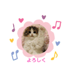 ねこのさくらちゃんと仲間たち（個別スタンプ：38）