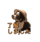 「たろ」のスタンプ（個別スタンプ：10）