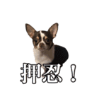 「たろ」のスタンプ（個別スタンプ：12）