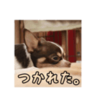 「たろ」のスタンプ（個別スタンプ：13）
