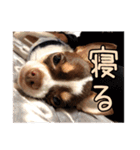 「たろ」のスタンプ（個別スタンプ：15）
