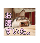 「たろ」のスタンプ（個別スタンプ：21）