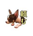 「たろ」のスタンプ（個別スタンプ：23）