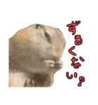 あにまるすたんぷ①（個別スタンプ：1）