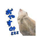 あにまるすたんぷ①（個別スタンプ：2）