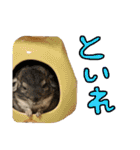 あにまるすたんぷ①（個別スタンプ：8）