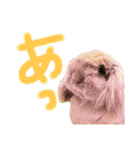 あにまるすたんぷ①（個別スタンプ：10）
