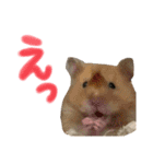 あにまるすたんぷ①（個別スタンプ：21）