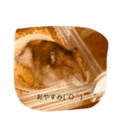 可愛い動物達、犬、猫、ハムスター（個別スタンプ：1）