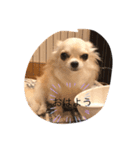 可愛い動物達、犬、猫、ハムスター（個別スタンプ：2）