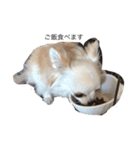 可愛い動物達、犬、猫、ハムスター（個別スタンプ：3）