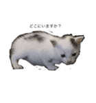 可愛い動物達、犬、猫、ハムスター（個別スタンプ：5）