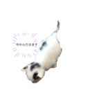 可愛い動物達、犬、猫、ハムスター（個別スタンプ：6）