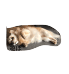 可愛い動物達、犬、猫、ハムスター（個別スタンプ：7）