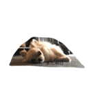 可愛い動物達、犬、猫、ハムスター（個別スタンプ：8）