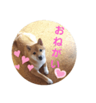豆柴のさくら（個別スタンプ：9）
