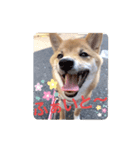 豆柴のさくら（個別スタンプ：11）
