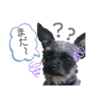 うちの子かわいすぎ（個別スタンプ：6）