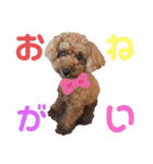 愛しのチー（個別スタンプ：9）