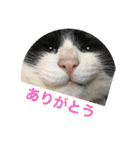 ハチワレはっちゃん815（個別スタンプ：8）