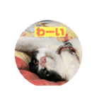 ハチワレはっちゃん815（個別スタンプ：9）