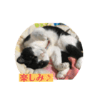 ハチワレはっちゃん815（個別スタンプ：11）