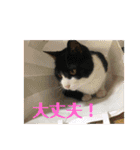 ハチワレはっちゃん815（個別スタンプ：18）
